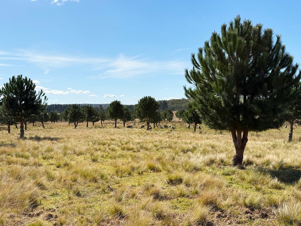 609 Jacqua Road, Windellama, NSW, 2580, Windellama - Thumbnail 3