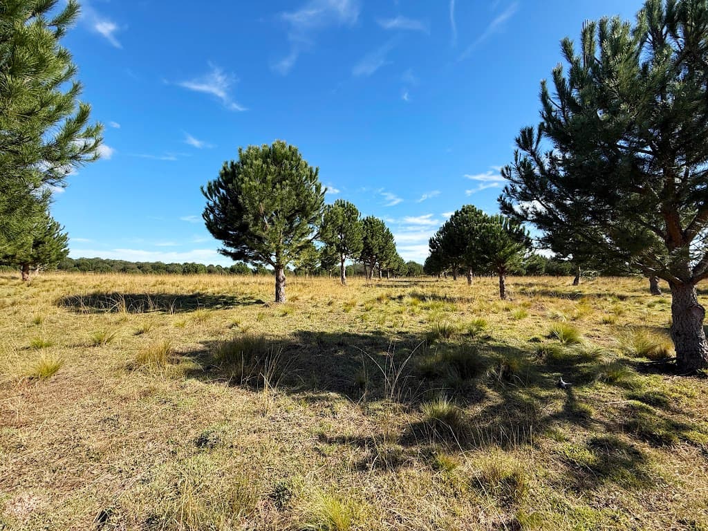 609 Jacqua Road, Windellama, NSW, 2580, Windellama - Thumbnail 4