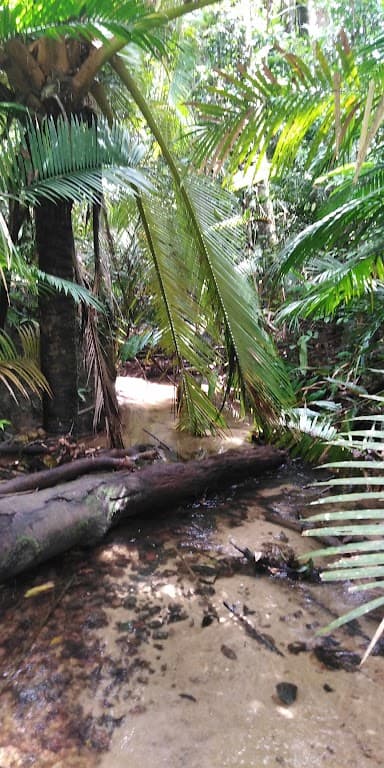 Lot 213 Kelly Road, Ellinjaa, QLD, 4886, Ellinjaa - Thumbnail 2