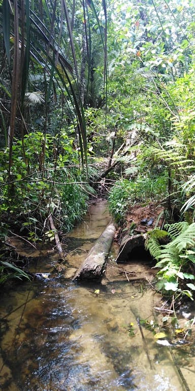 Lot 213 Kelly Road, Ellinjaa, QLD, 4886, Ellinjaa - Thumbnail 6