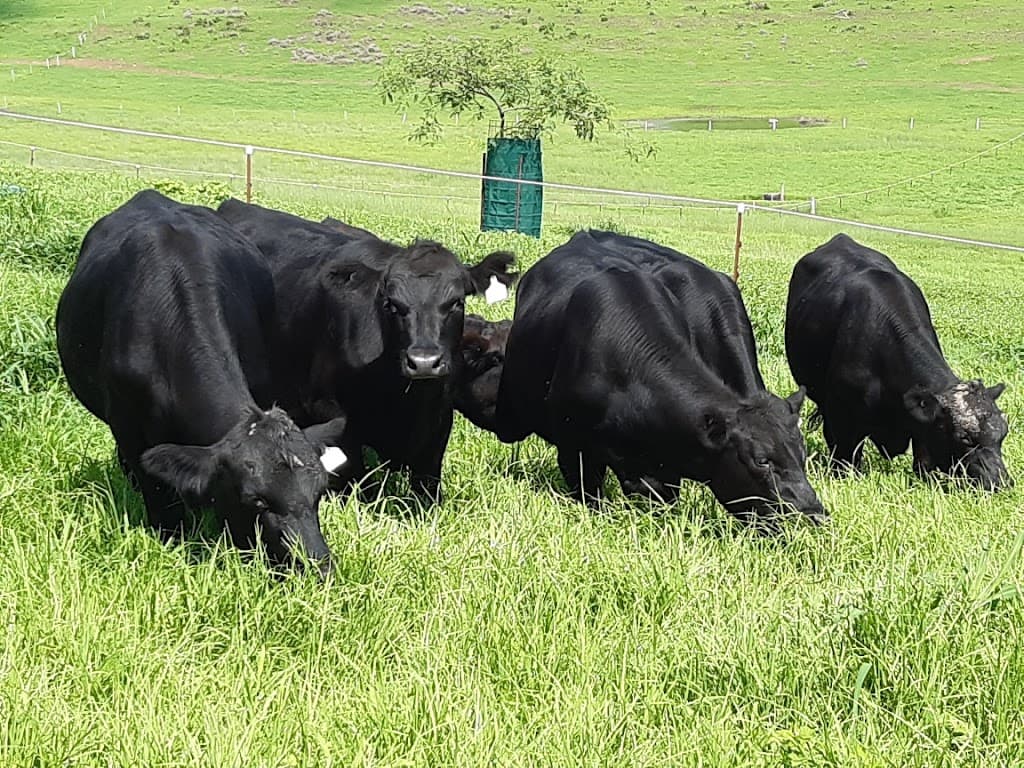 59 Thornville Range Road, Thornville, QLD, 4352, Thornville - Thumbnail 3