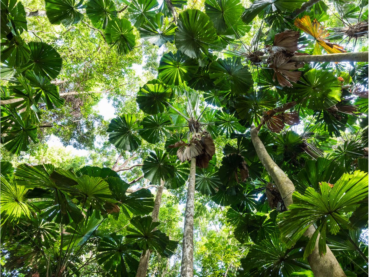 Lot 4 / 4 Triton Street, Palm Cove QLD 4879, Qld - Thumbnail 8
