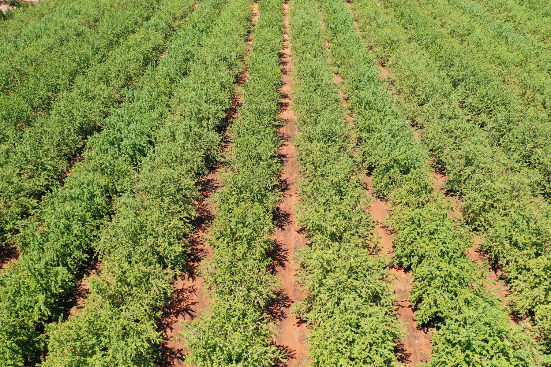182 Carey Street and 210 Dumosa Street, Red Cliffs - Thumbnail 4