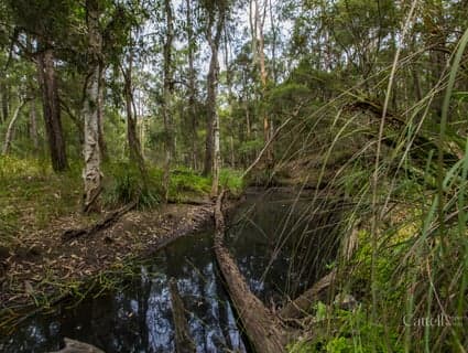 Lot 41 Bakers Lane, Sawyers Gully, NSW, 2326, Sawyers Gully - Thumbnail 5