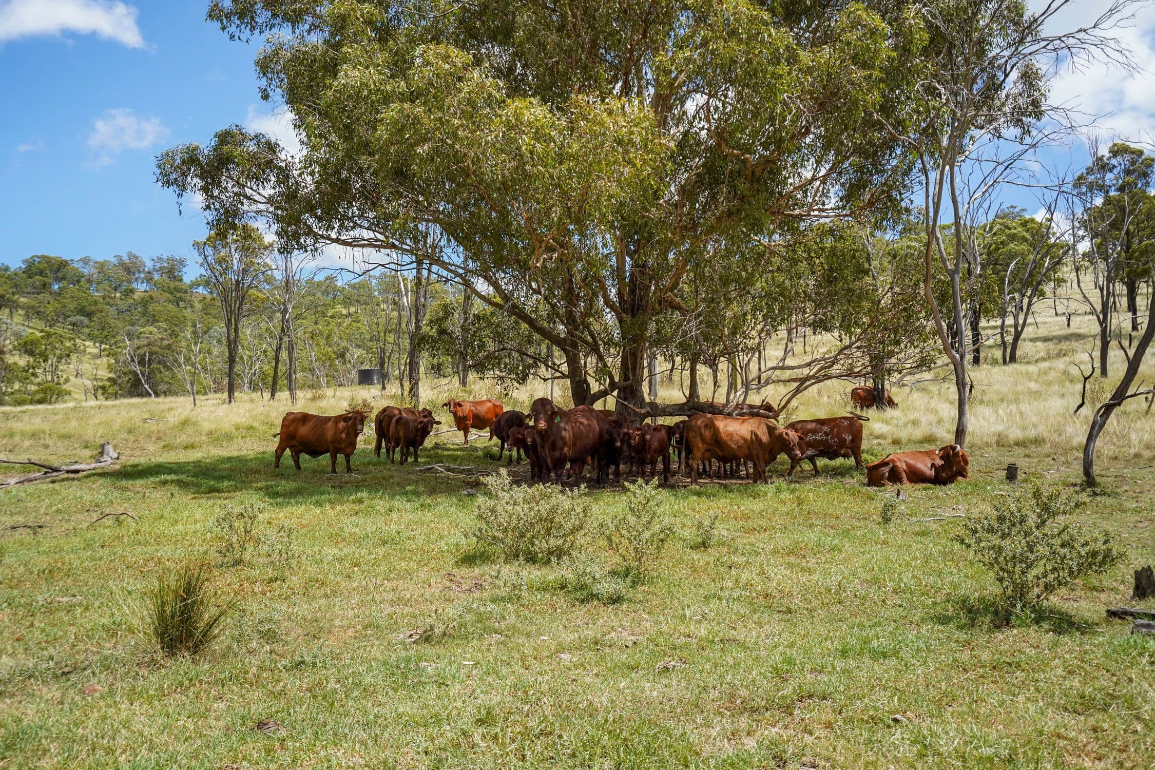 "PARADISE" 256 Paradise Road, Mount Sylvia QLD 4343, Mount Sylvia - Thumbnail 6