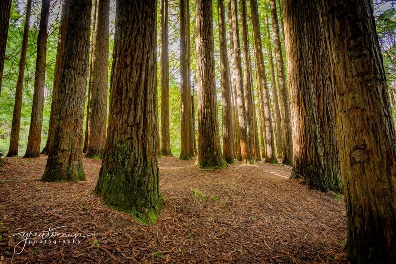 54 Gardner Street Beech Forest VIC, Beech Forest - Thumbnail 5