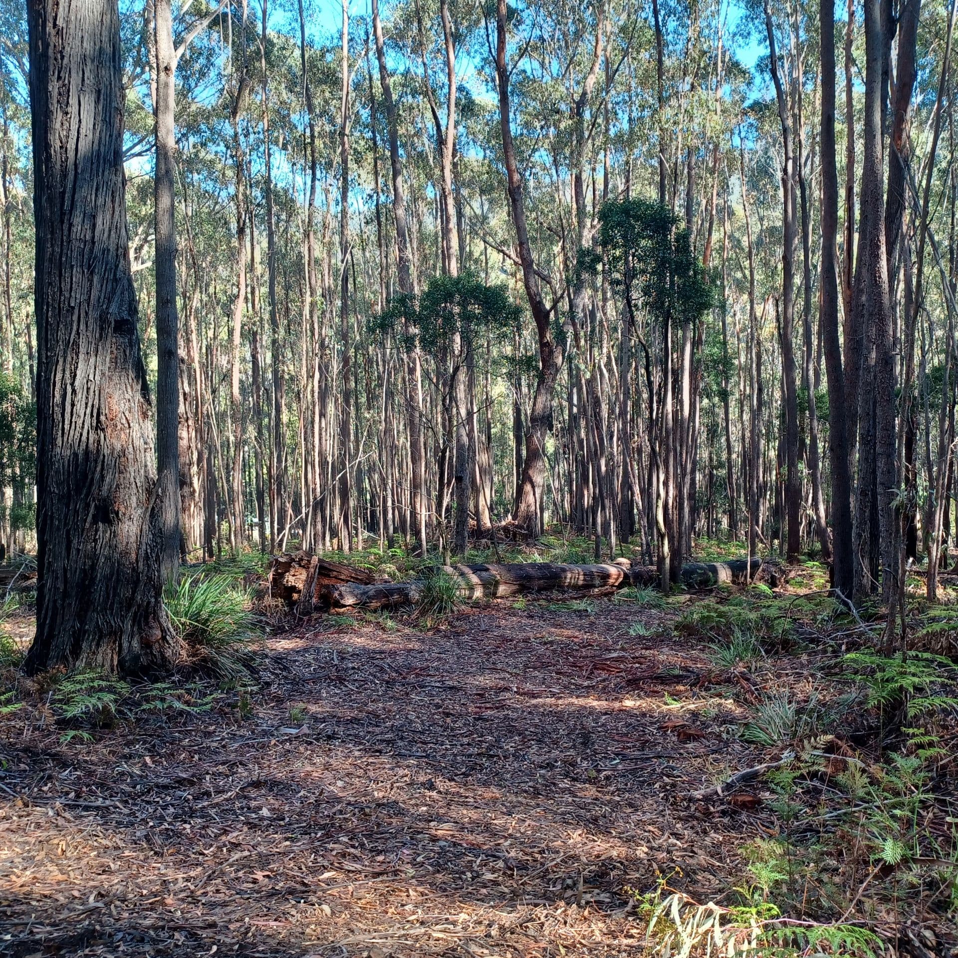 301 Gardiners Creek Road St Marys, St Marys - Thumbnail 6