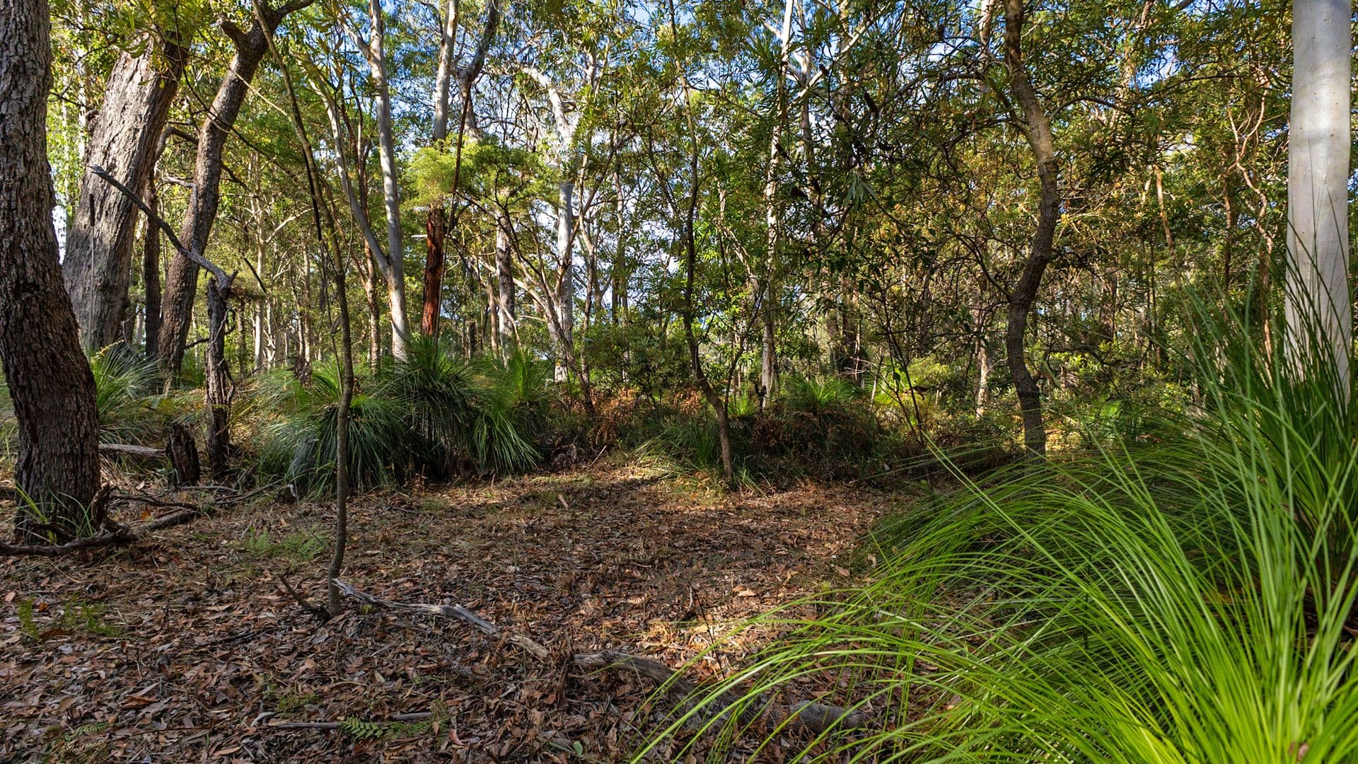 40 Lakewood Drive, Peregian Beach, Peregian Beach - Thumbnail 3