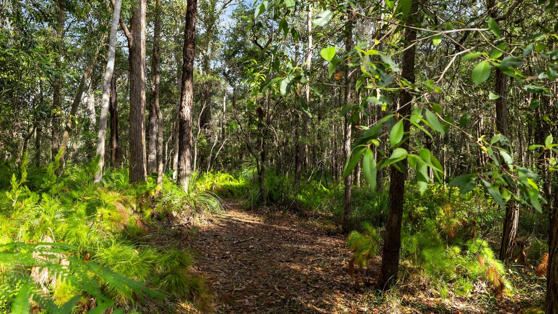 40 Lakewood Drive, Peregian Beach, Peregian Beach - Thumbnail 4