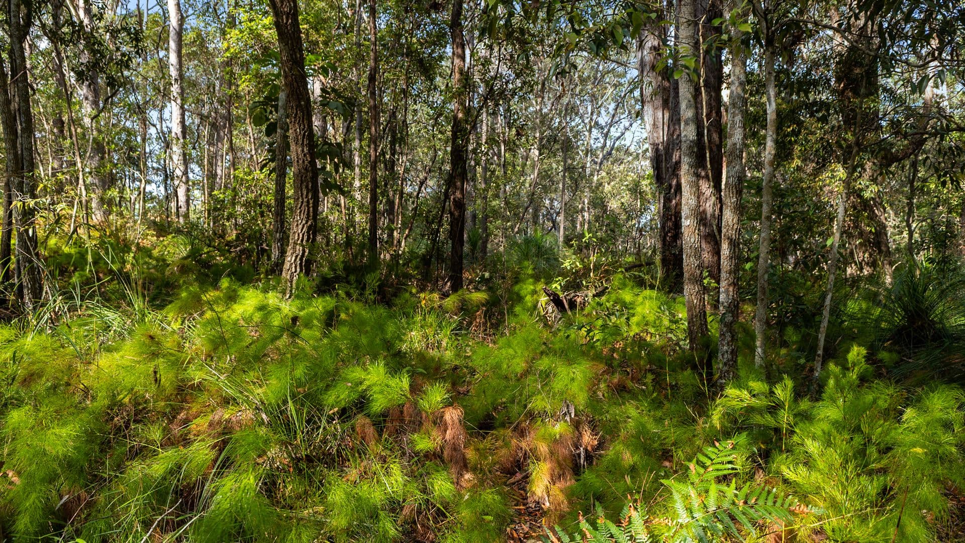 40 Lakewood Drive, Peregian Beach, Peregian Beach - Thumbnail 5