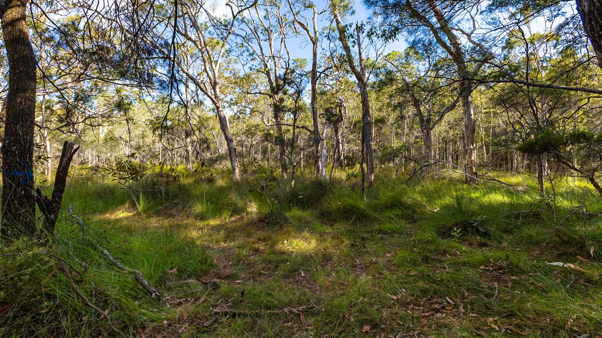40 Lakewood Drive, Peregian Beach, Peregian Beach - Thumbnail 6