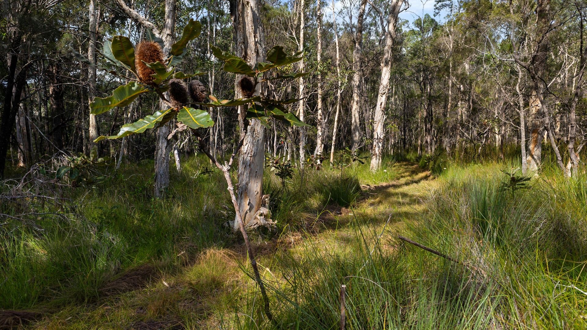 40 Lakewood Drive, Peregian Beach, Peregian Beach - Thumbnail 8