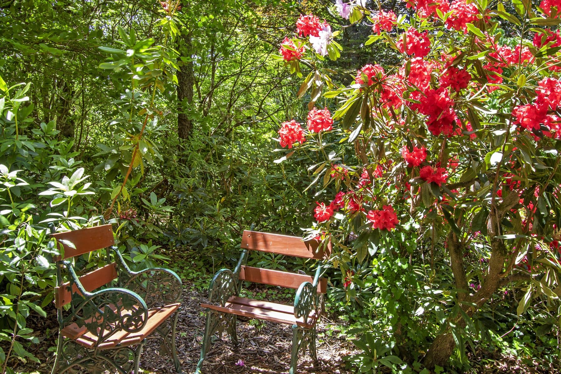 9 Galwey Lane, Mount Wilson NSW, Mount Wilson - Thumbnail 7