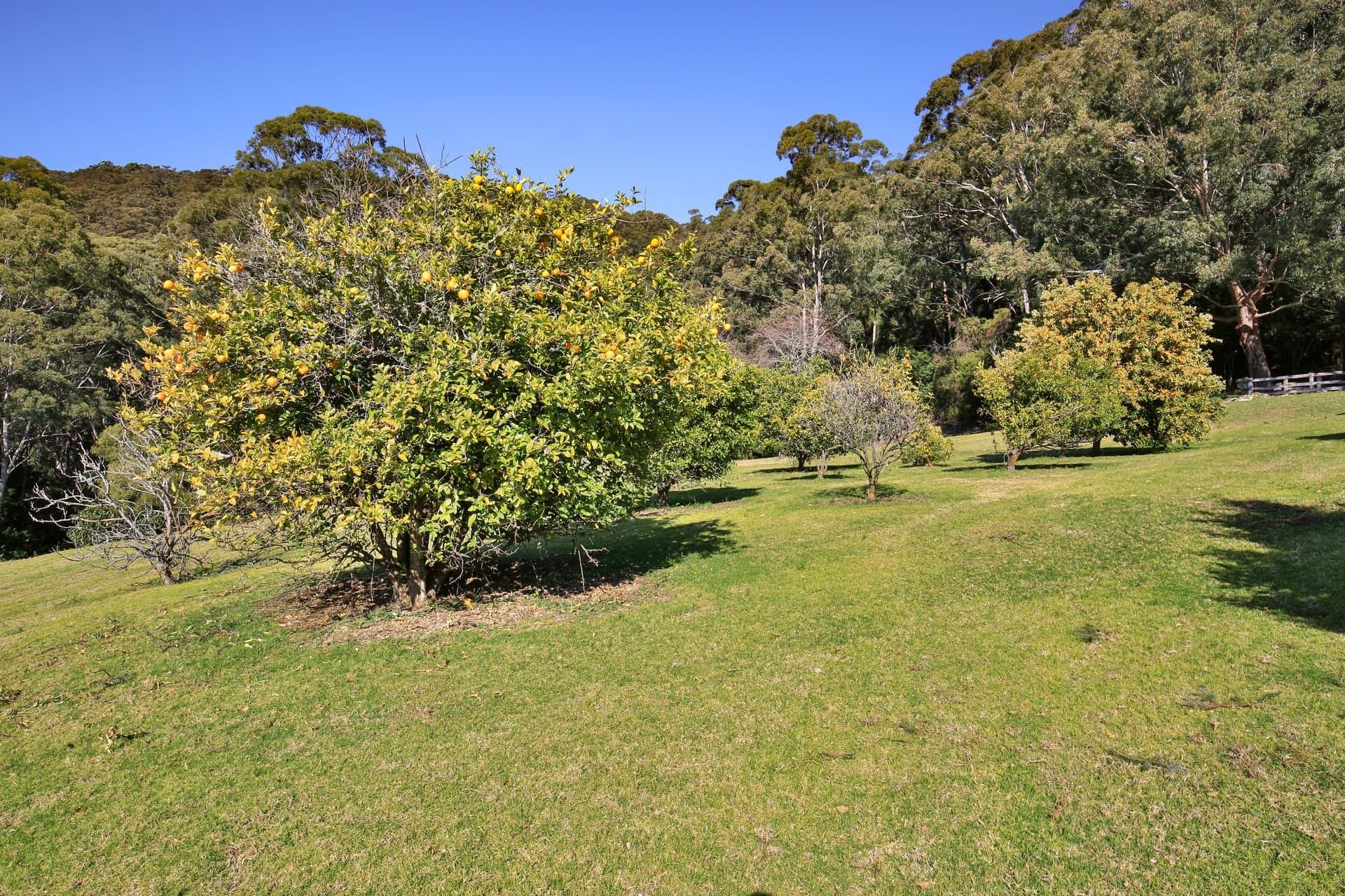1136 Kangaroo Valley Road, Bellawongarah - Thumbnail 5