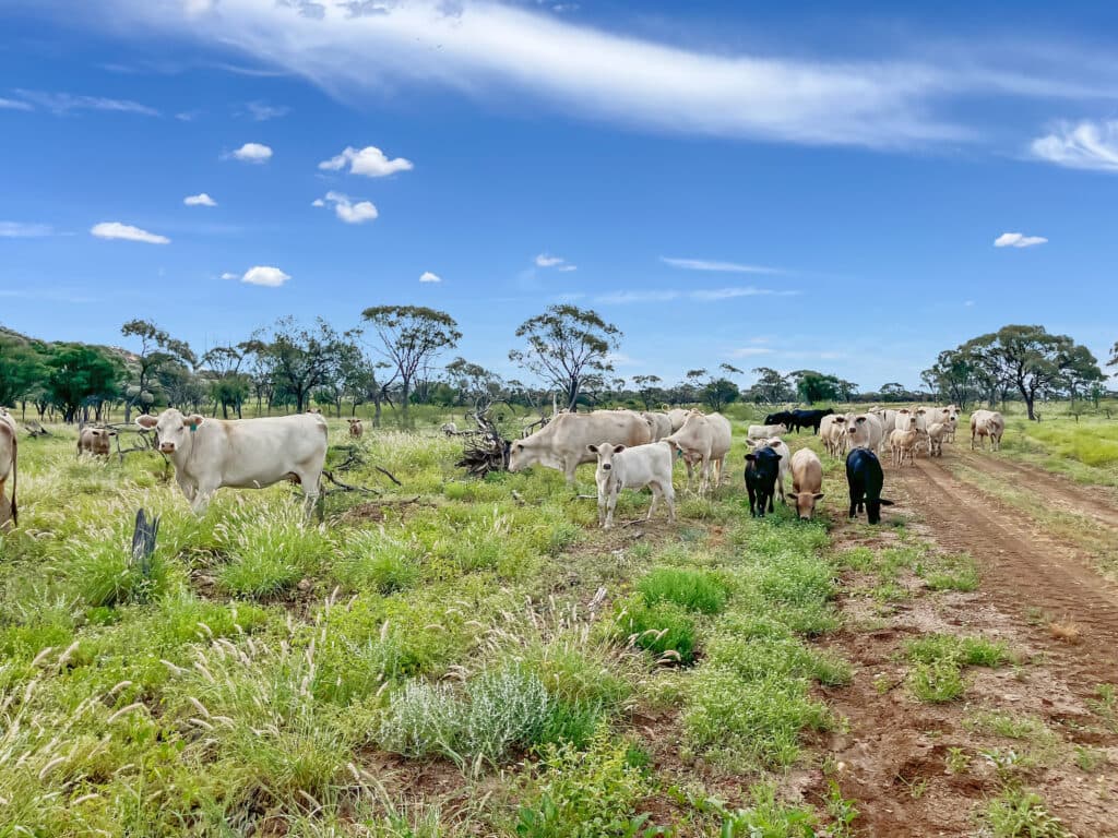 Bellevue , YARAKA QLD 4731, Yaraka - Thumbnail 5