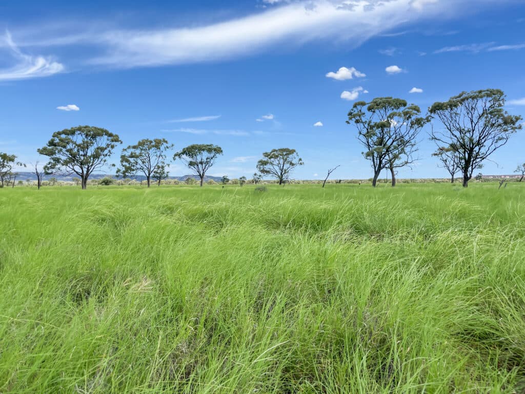 Bellevue , YARAKA QLD 4731, Yaraka - Thumbnail 6