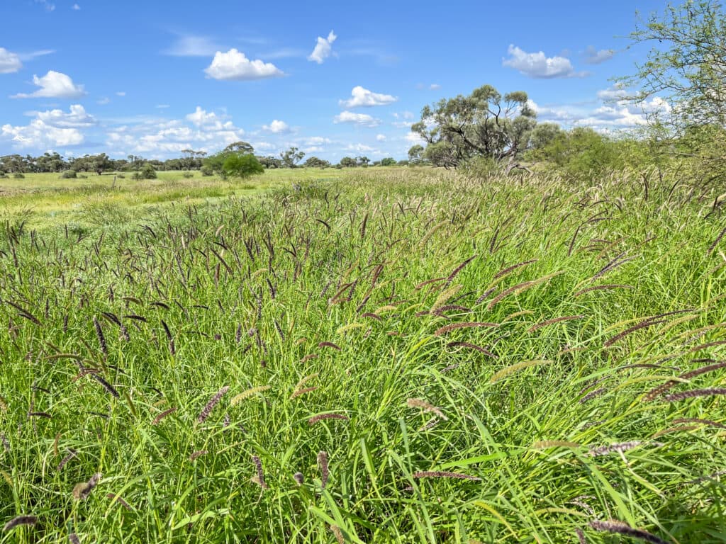 Bellevue , YARAKA QLD 4731, Yaraka - Thumbnail 7