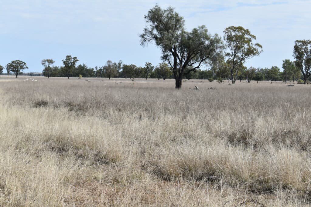 "Savannah" 438 Megine Road, Roma QLD 4455, Roma - Thumbnail 7