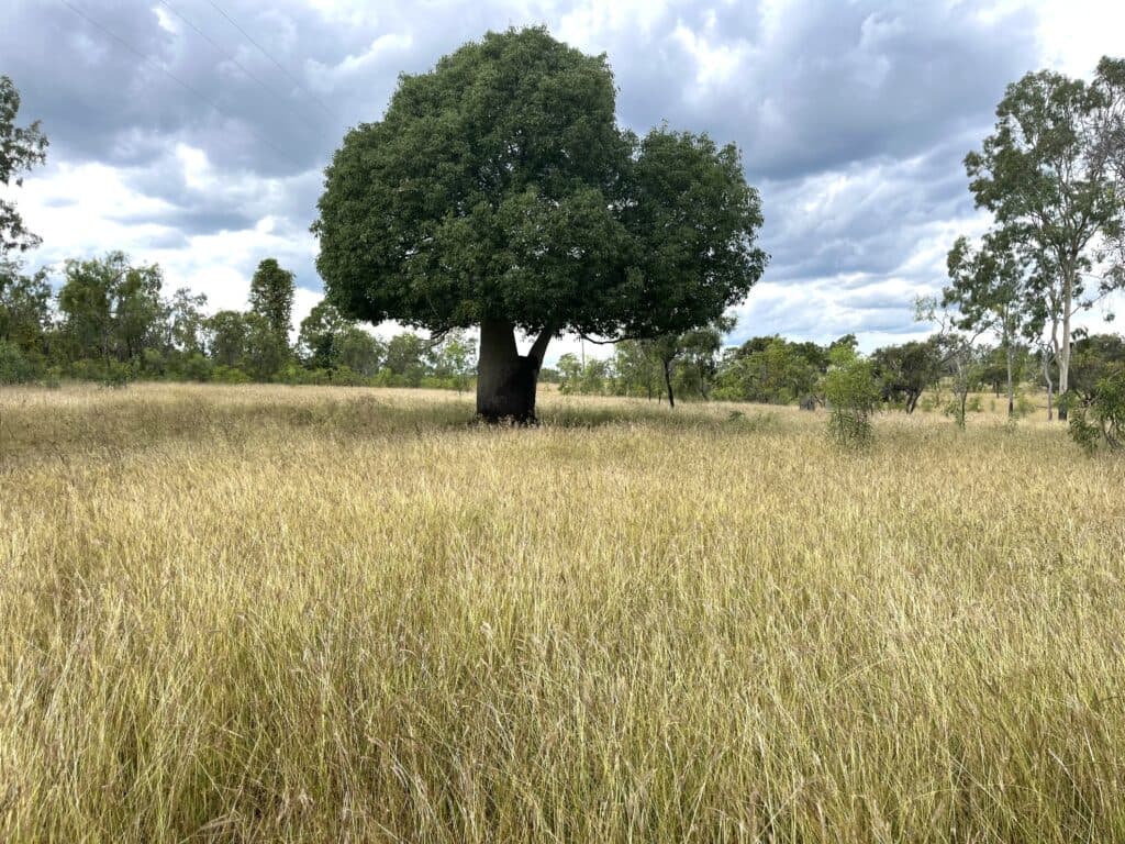 51 Spring Creek Road, WYCARBAH QLD 4702, Wycarbah - Thumbnail 2