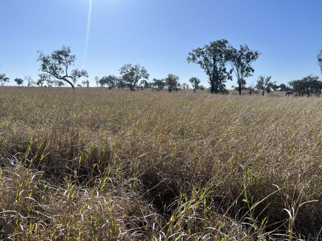 Heswyn , INGLESTONE QLD 4422, Inglestone - Thumbnail 8