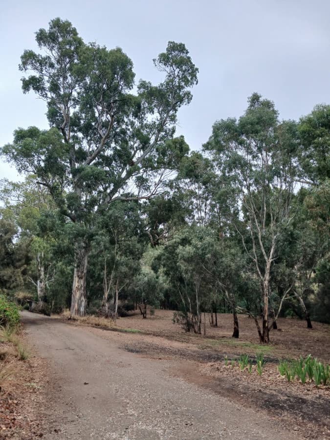 33 Cut Hill Road, KANGARILLA SA 5157, Kangarilla - Thumbnail 5