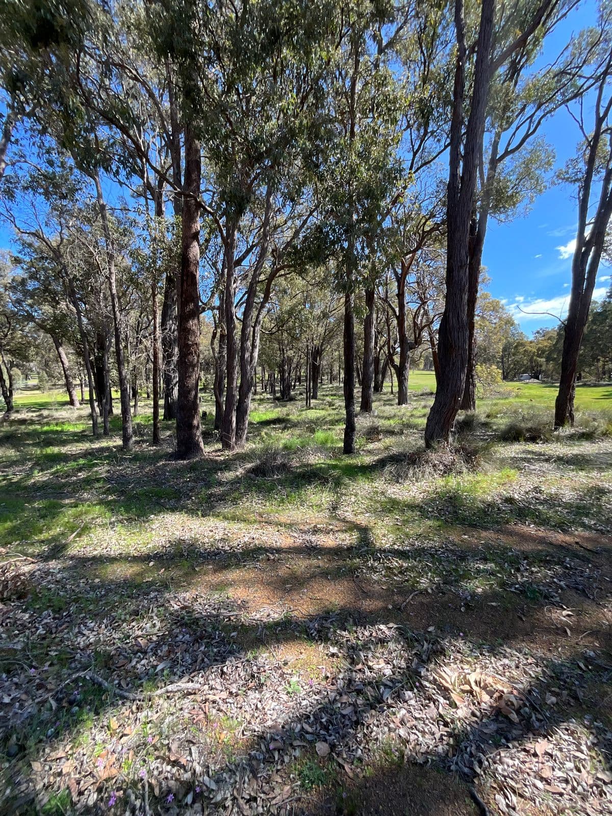 86 Fairway Place, Boddington WA 6390, Boddington - Thumbnail 7