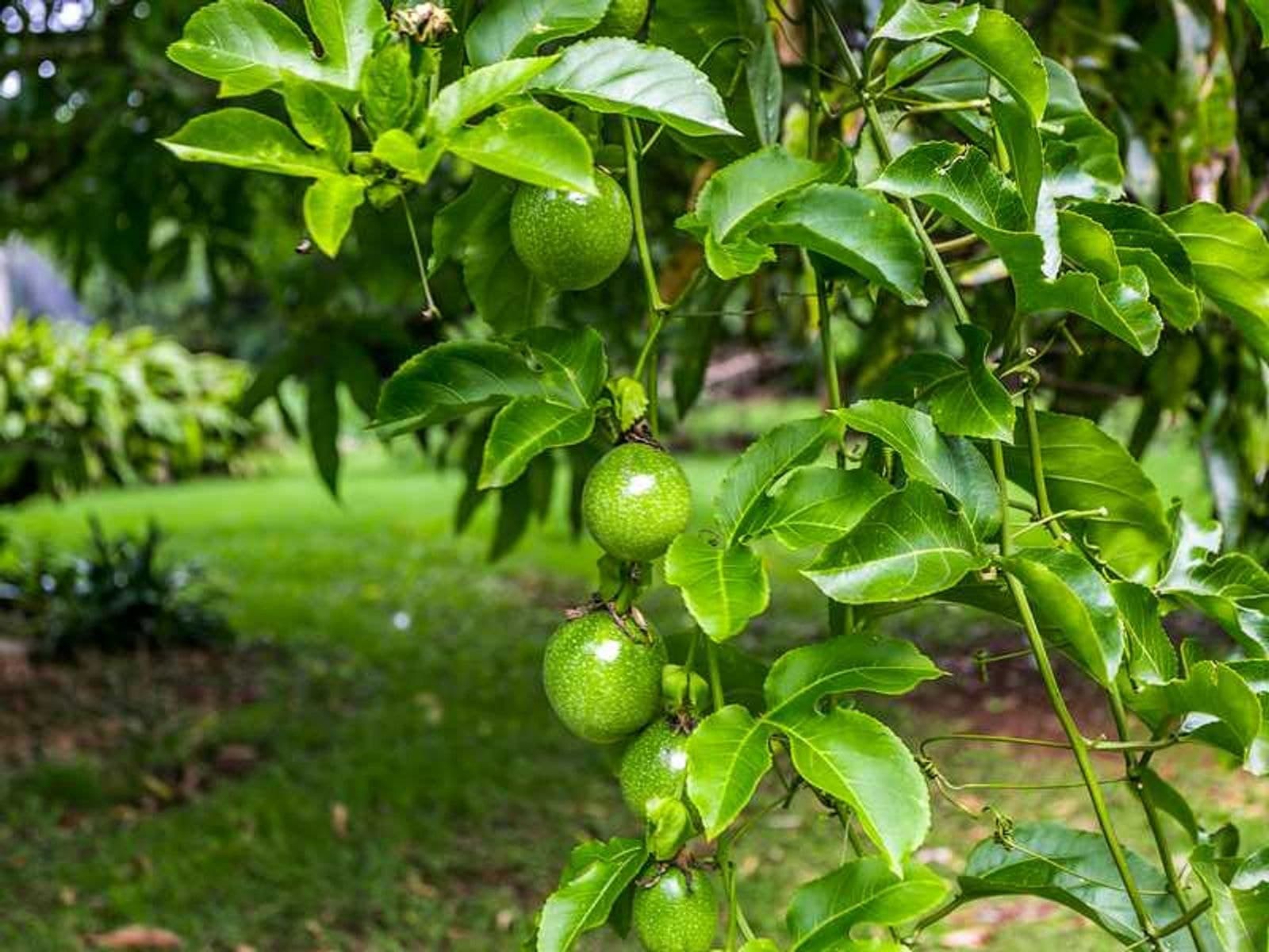 1035B Hinterland Way, Bangalow - Thumbnail 7