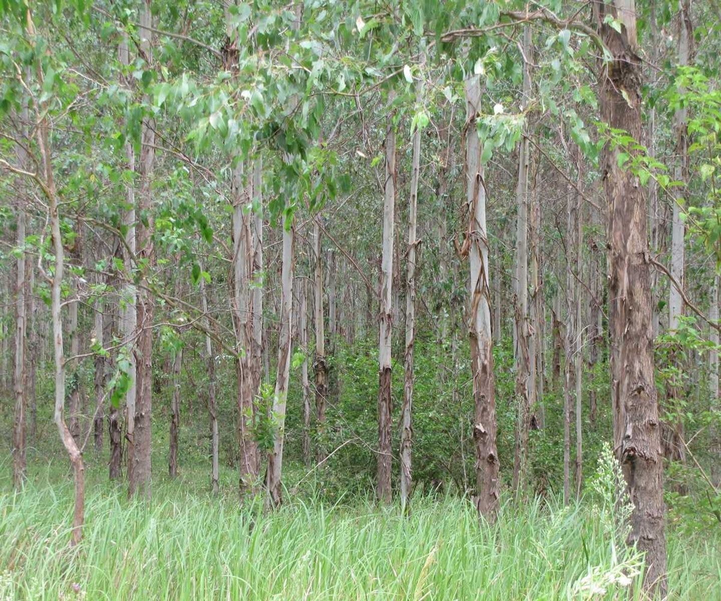 Sweeneys Phillips Swamp Road, Busbys Flat - Thumbnail 4