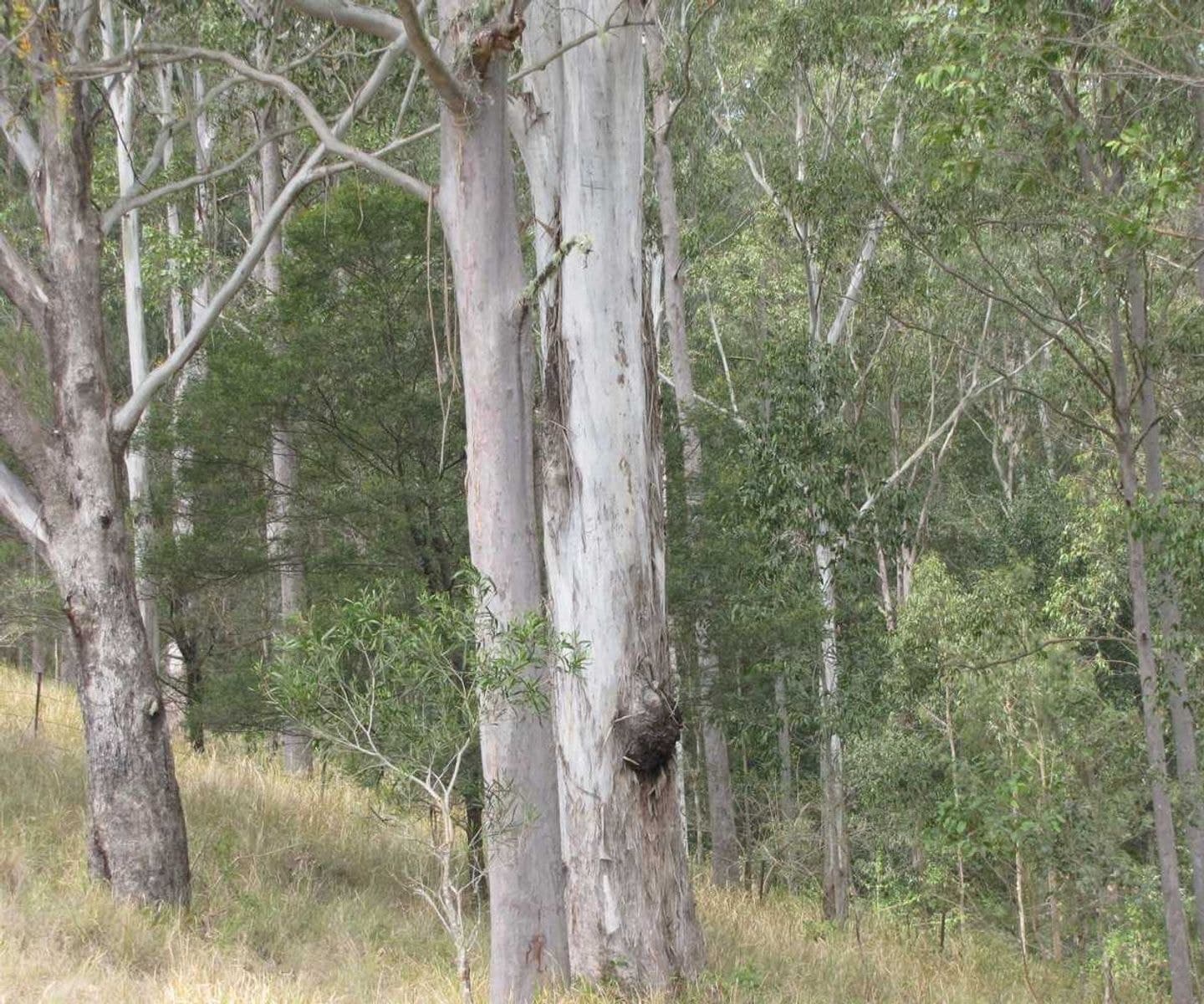Bonalbo Farm Woodworths Road, Bonalbo - Thumbnail 4