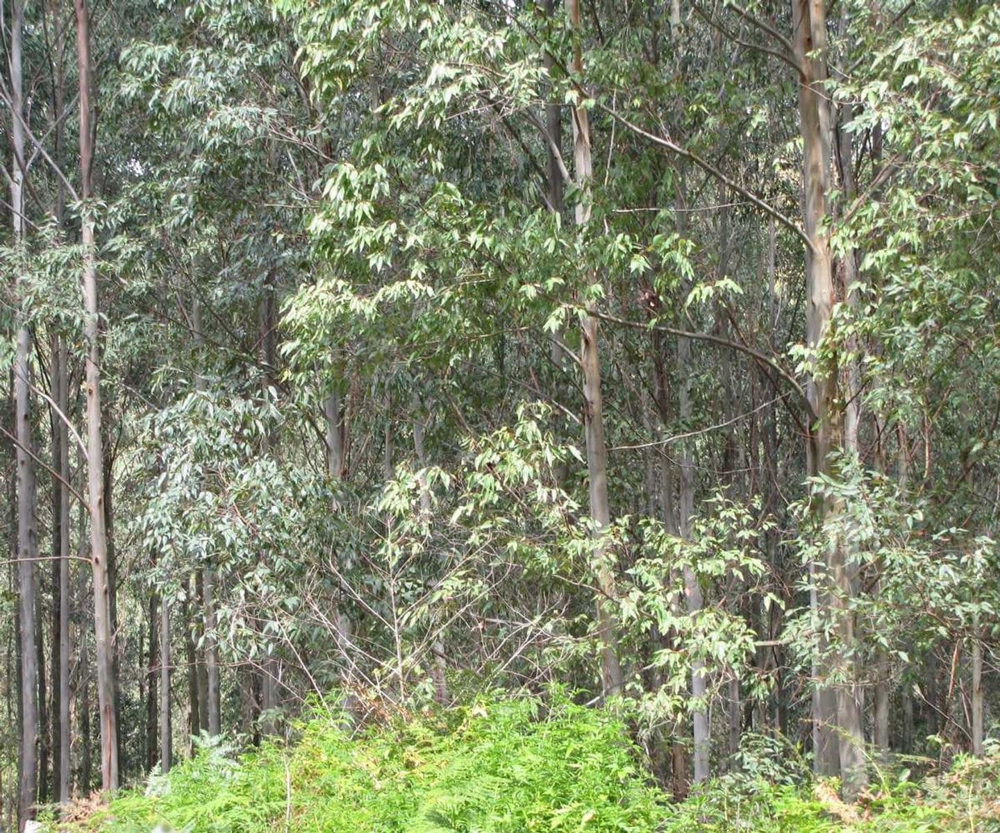 Bonalbo Farm Woodworths Road, Bonalbo - Thumbnail 5