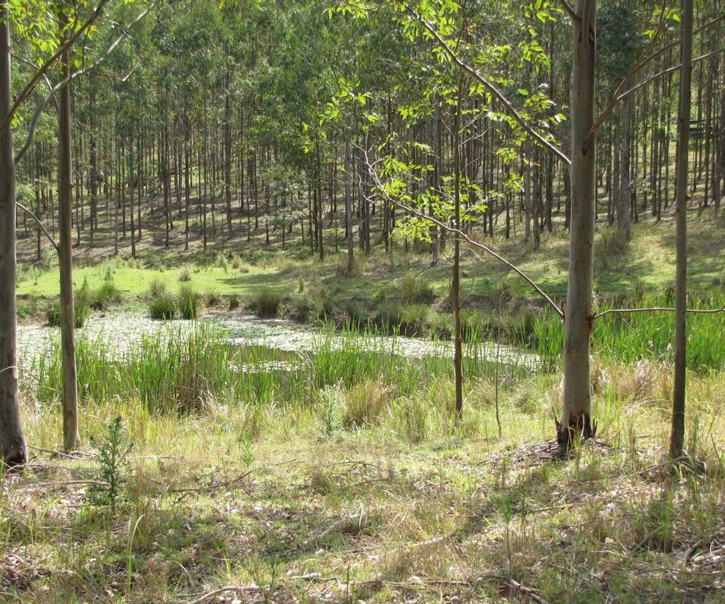 Bonalbo Farm Woodworths Road, Bonalbo - Thumbnail 6