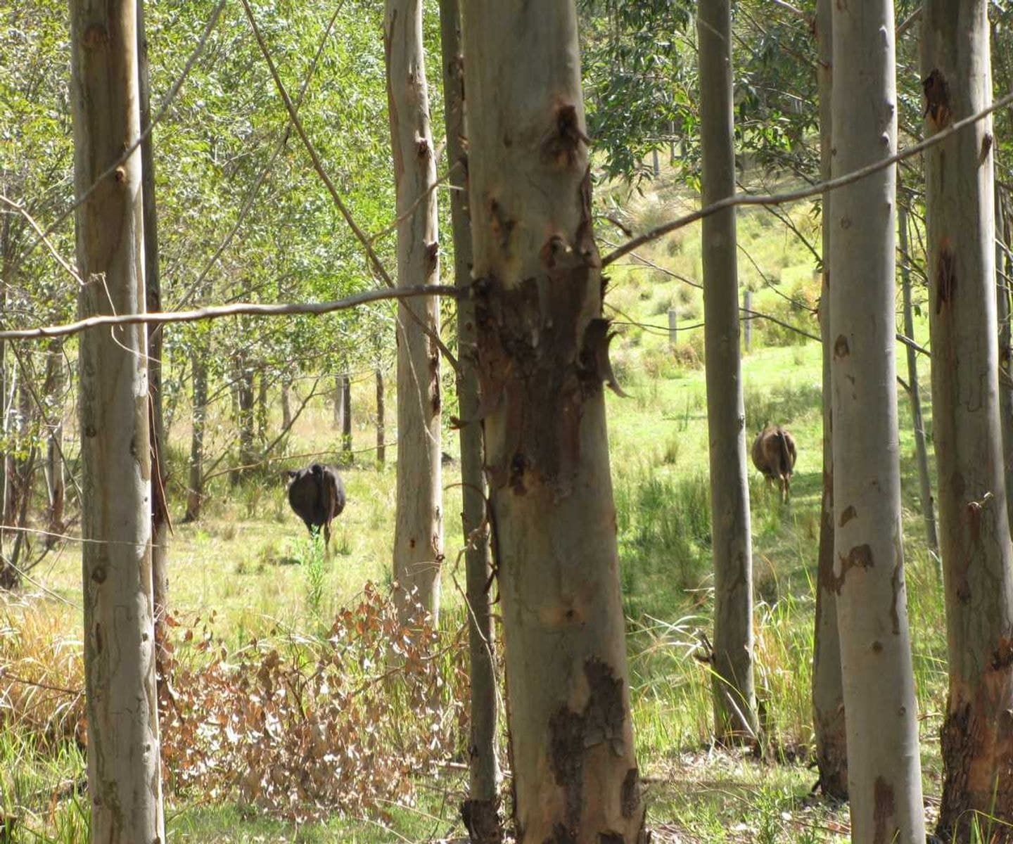 Bonalbo Farm Woodworths Road, Bonalbo - Thumbnail 7