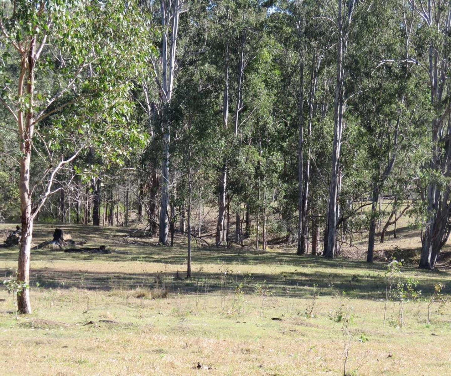 Lot 213 Bruxner Highway, Tabulam - Thumbnail 5