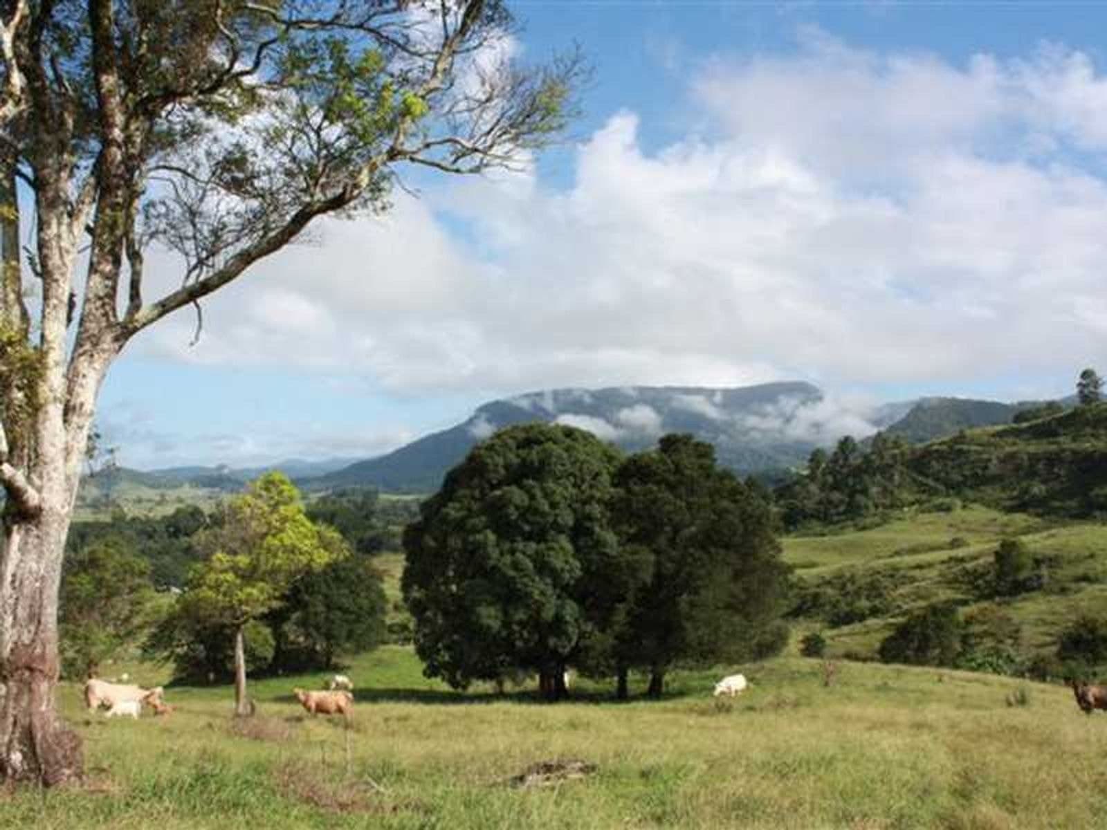 99 Anderson Road, Nimbin - Thumbnail 7