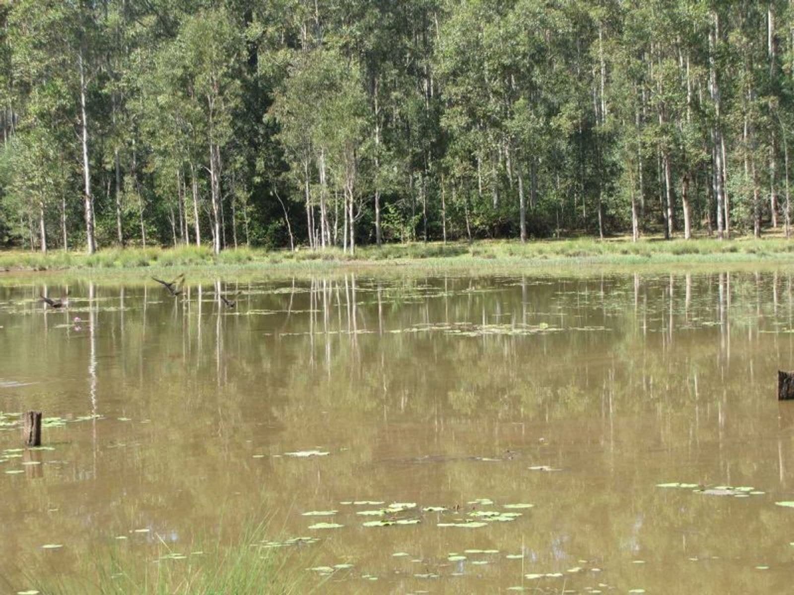 Ellangowan NSW 2470, Ellangowan - Thumbnail 5