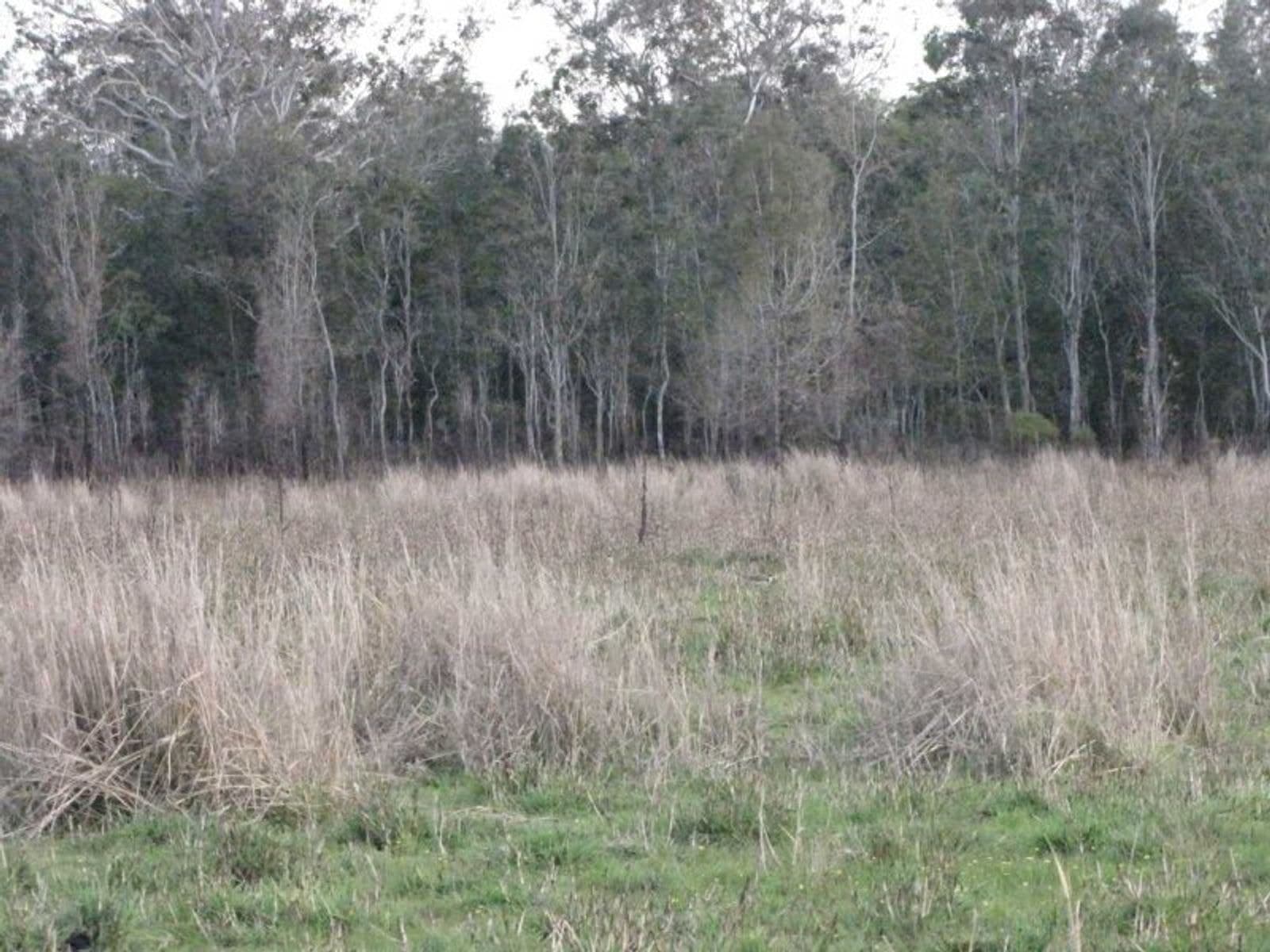 1110 Bungawalbin - Whiporie Road, Bungawalbin - Thumbnail 7