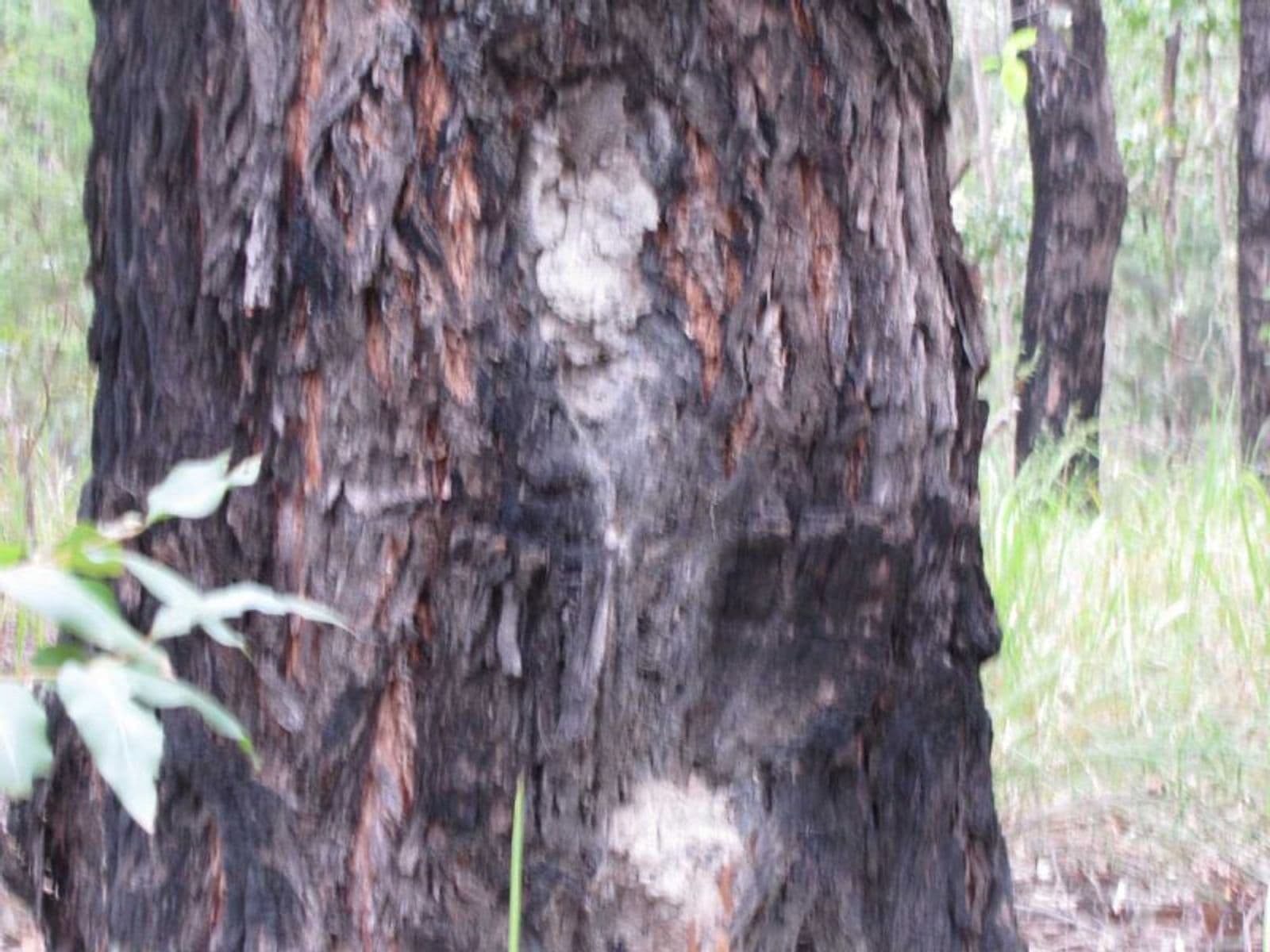 Busbys Flat Rd NSW 2469, Busbys Flat Rd - Thumbnail 7