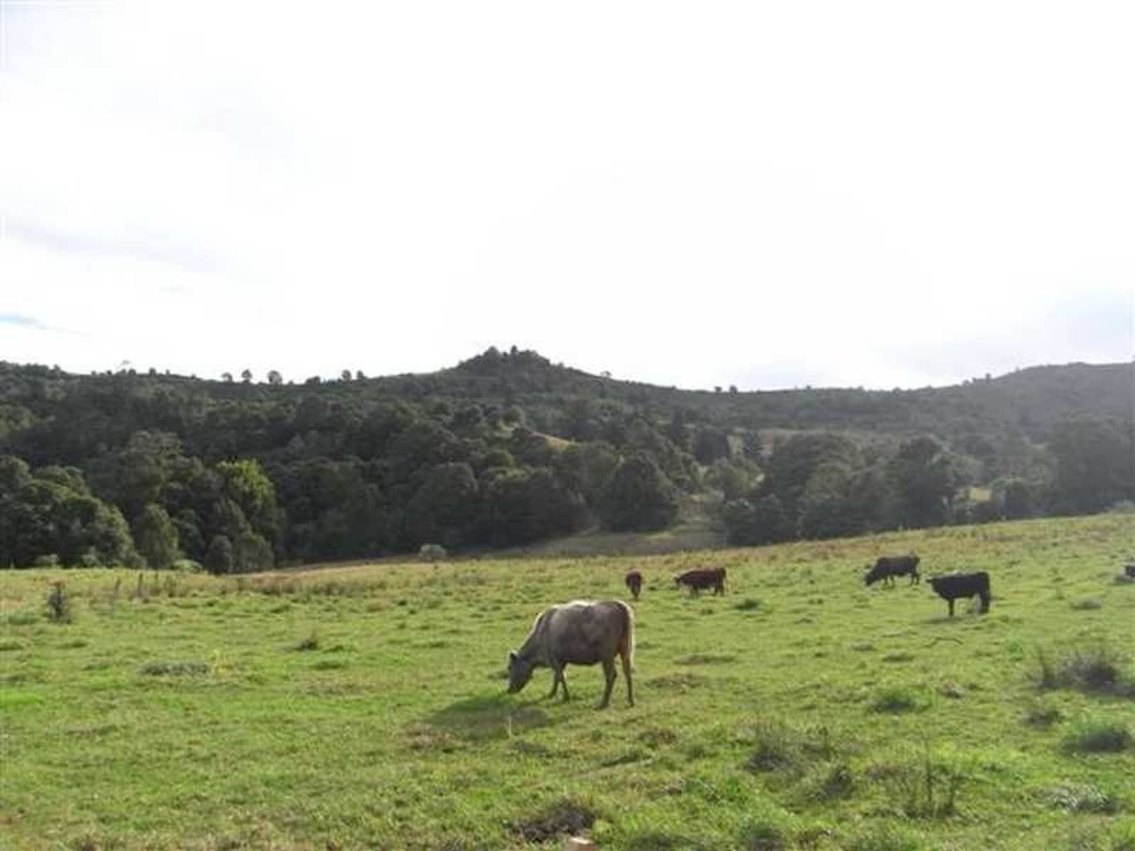 120 Wallace Road, Terania Creek - Thumbnail 7