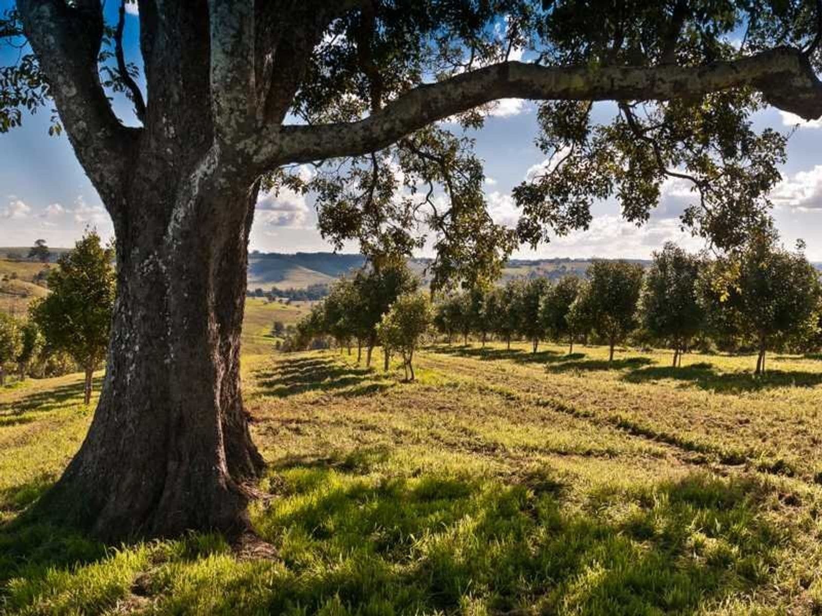 1344 Bangalow Road, Clunes - Thumbnail 6