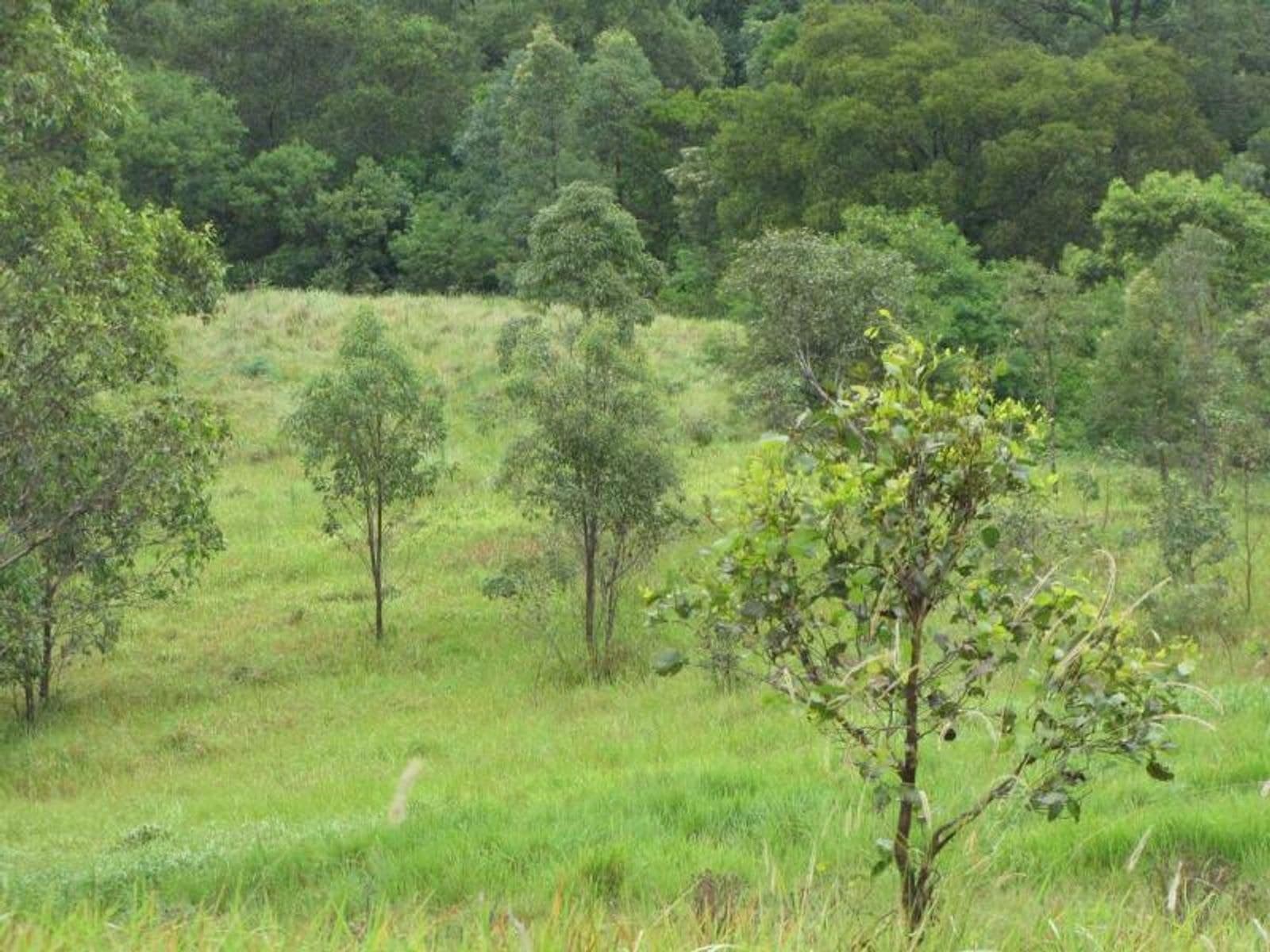 Lot 21 Green Pigeon Road, Horseshoe Creek - Thumbnail 4