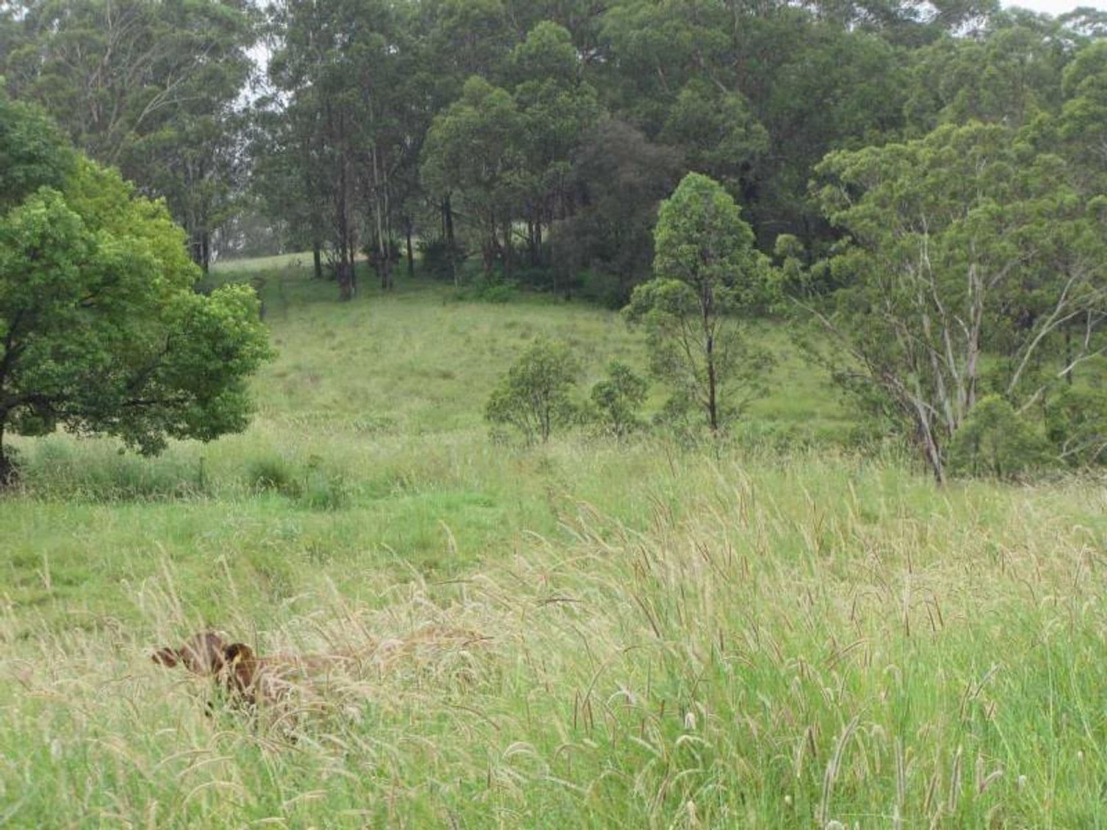 Lot 21 Green Pigeon Road, Horseshoe Creek - Thumbnail 6