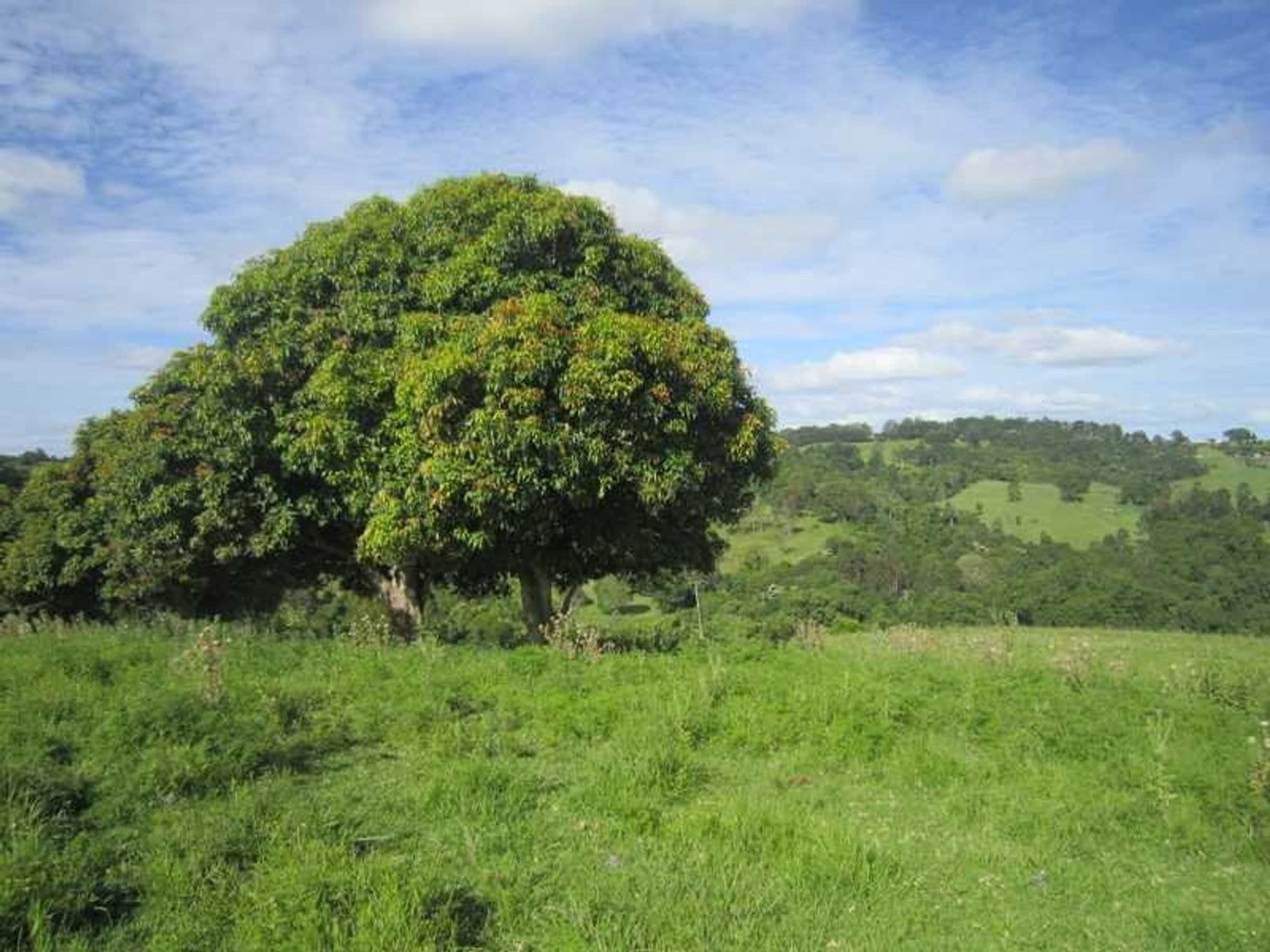 206 Cross Road, Numulgi - Thumbnail 6