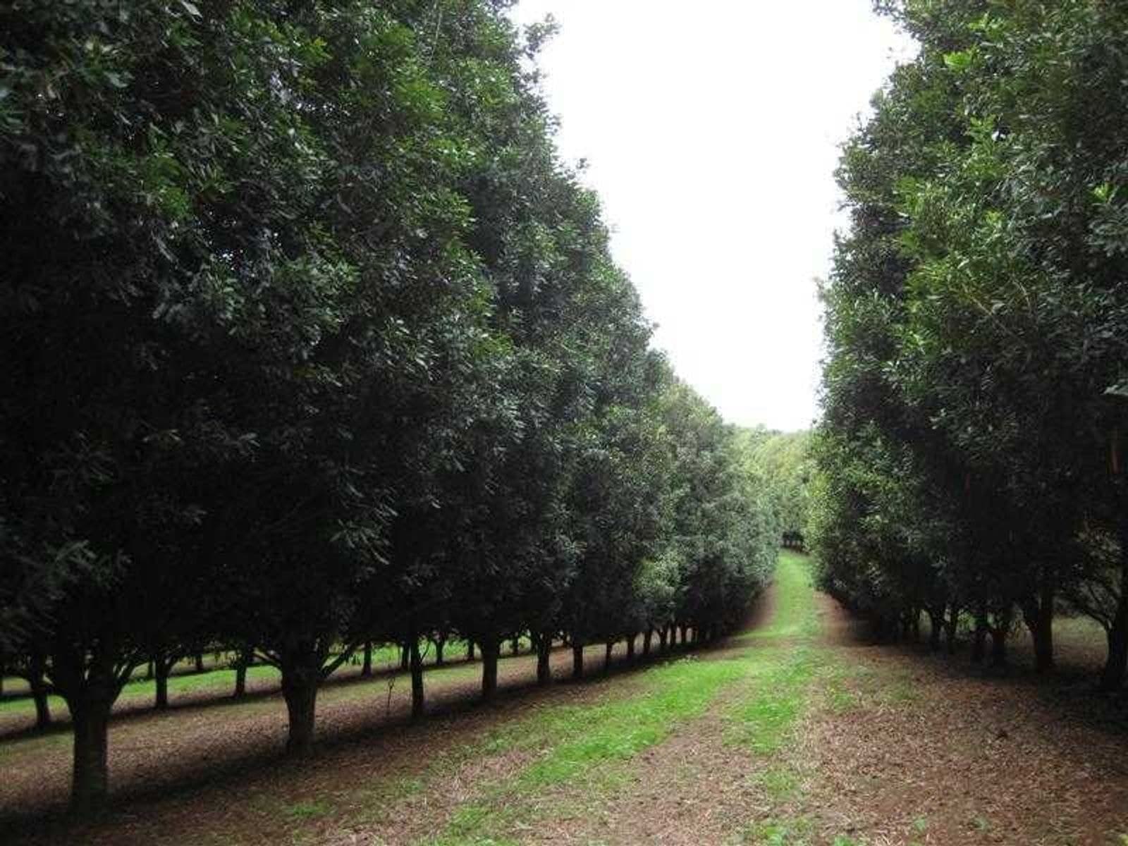 15a (Lot 2) Walker Street, Clunes - Thumbnail 4