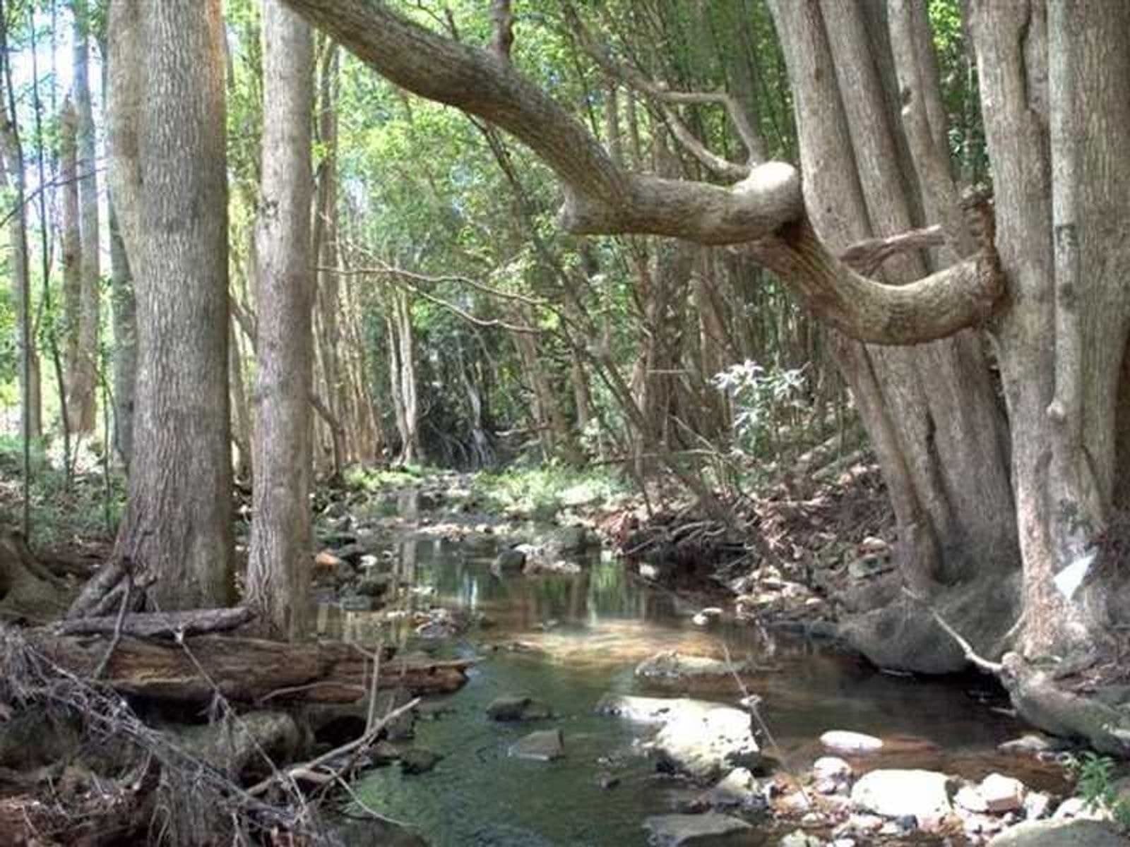 Lot 1 Pacific Highway, Bangalow - Thumbnail 8