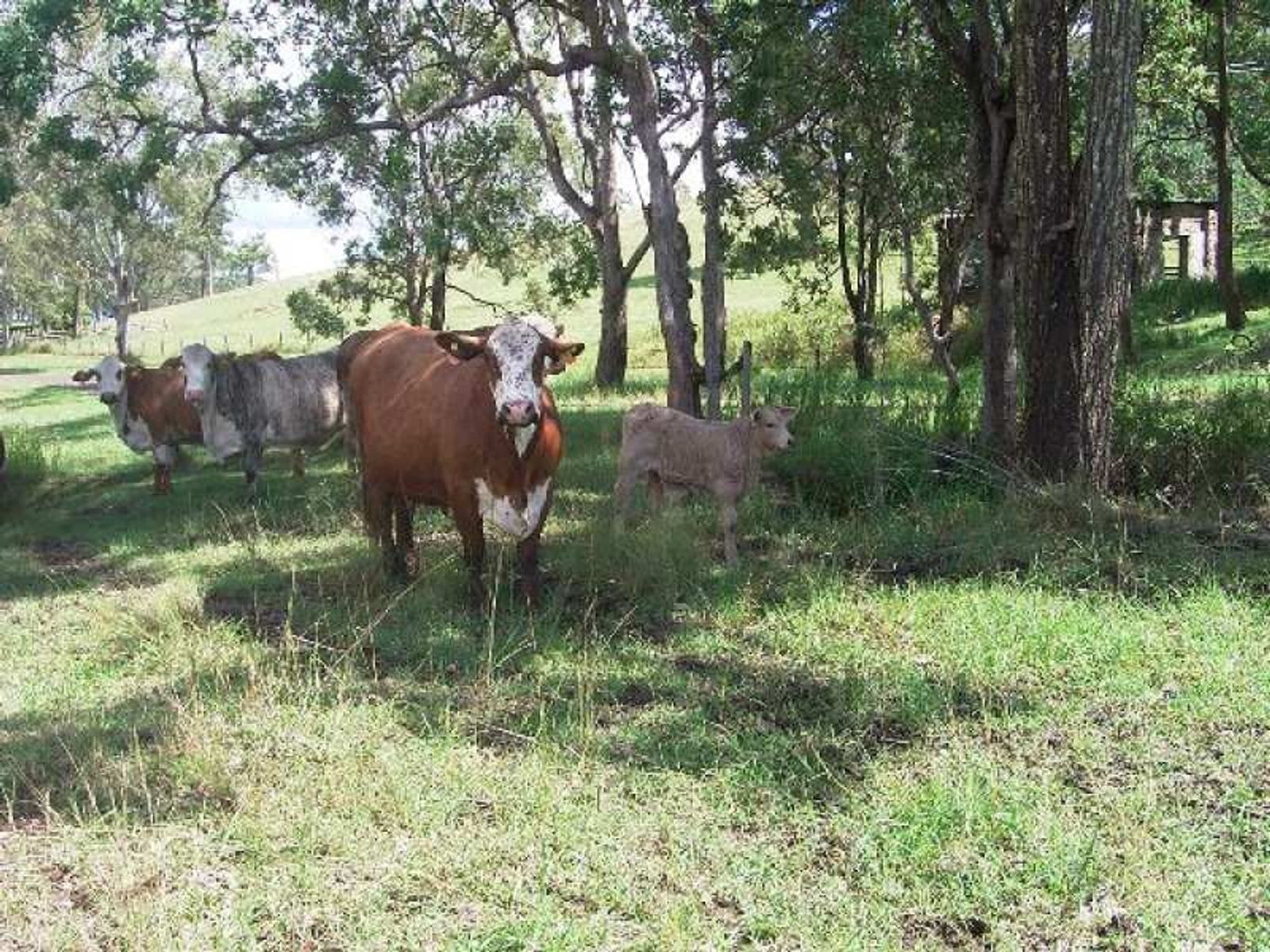 Spring Grove NSW 2470, Spring Grove - Thumbnail 4