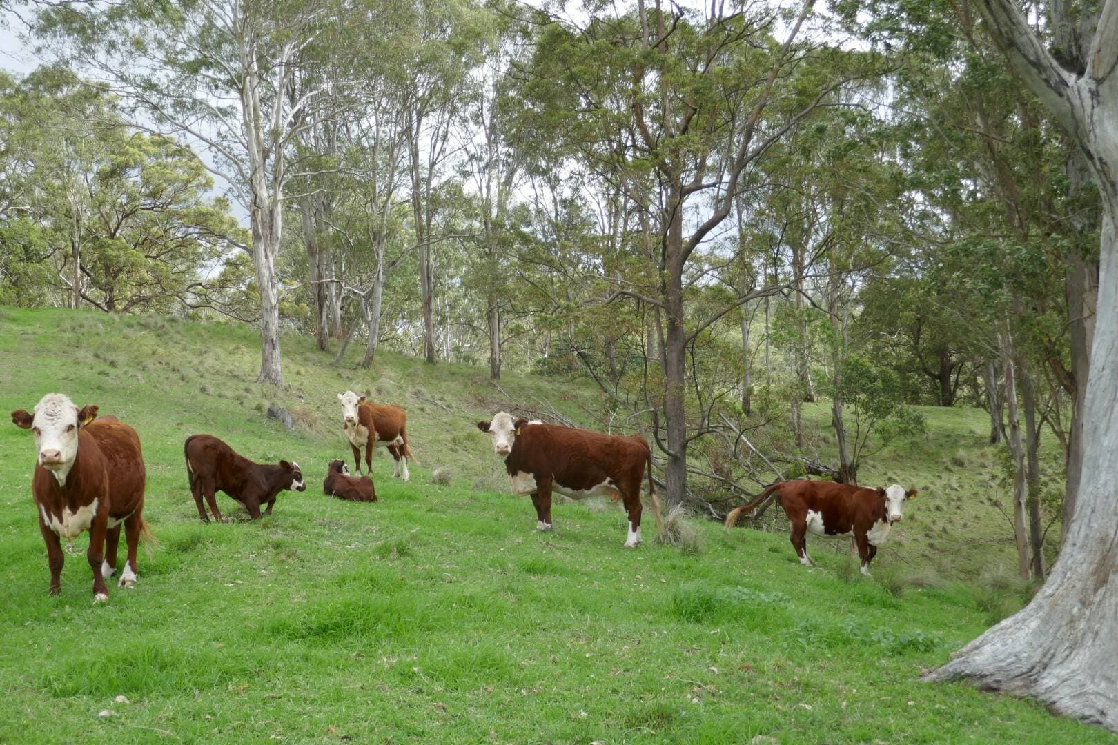 429 Wyndham Creek Road, Kyogle - Thumbnail 2