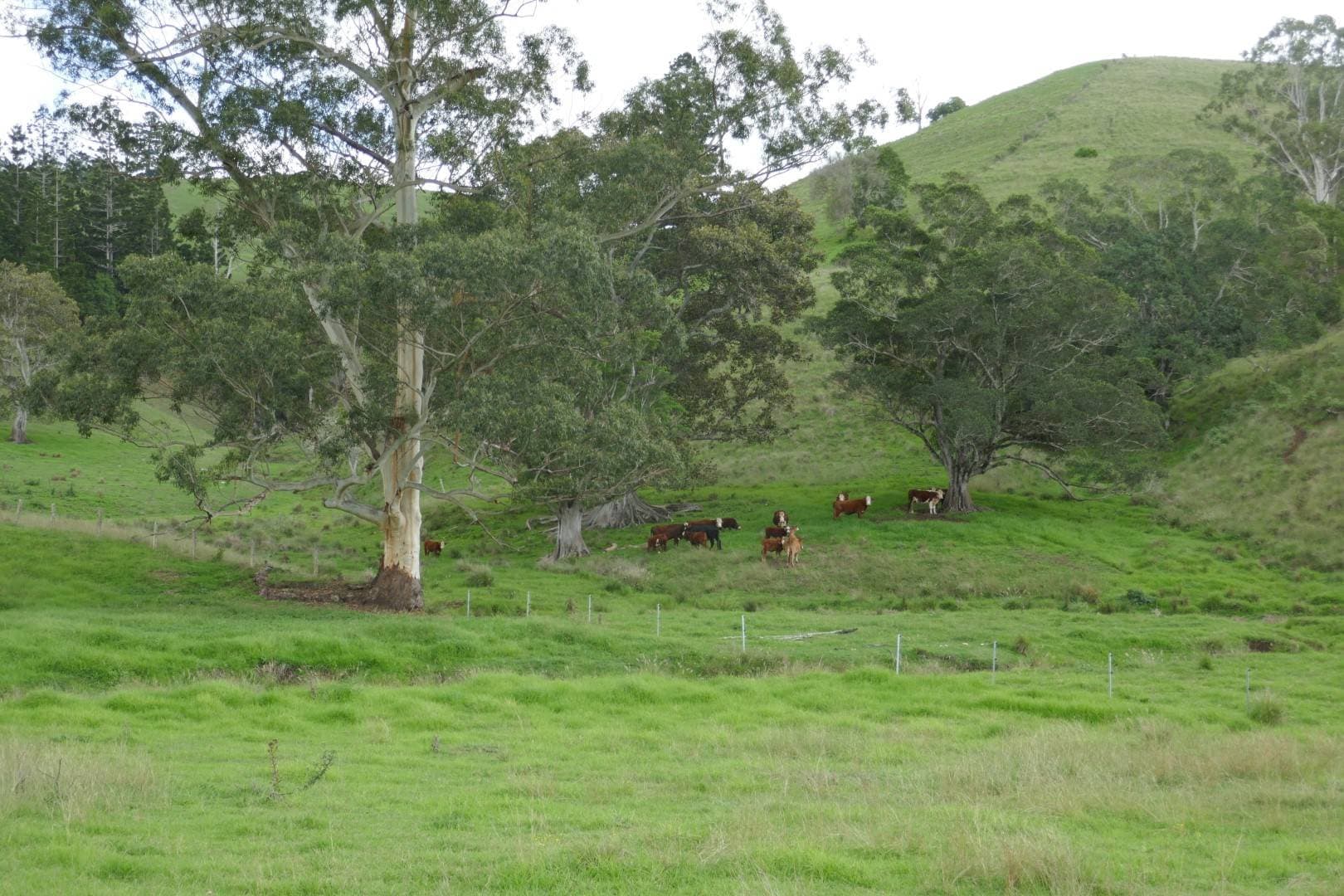 429 Wyndham Creek Road, Kyogle - Thumbnail 6