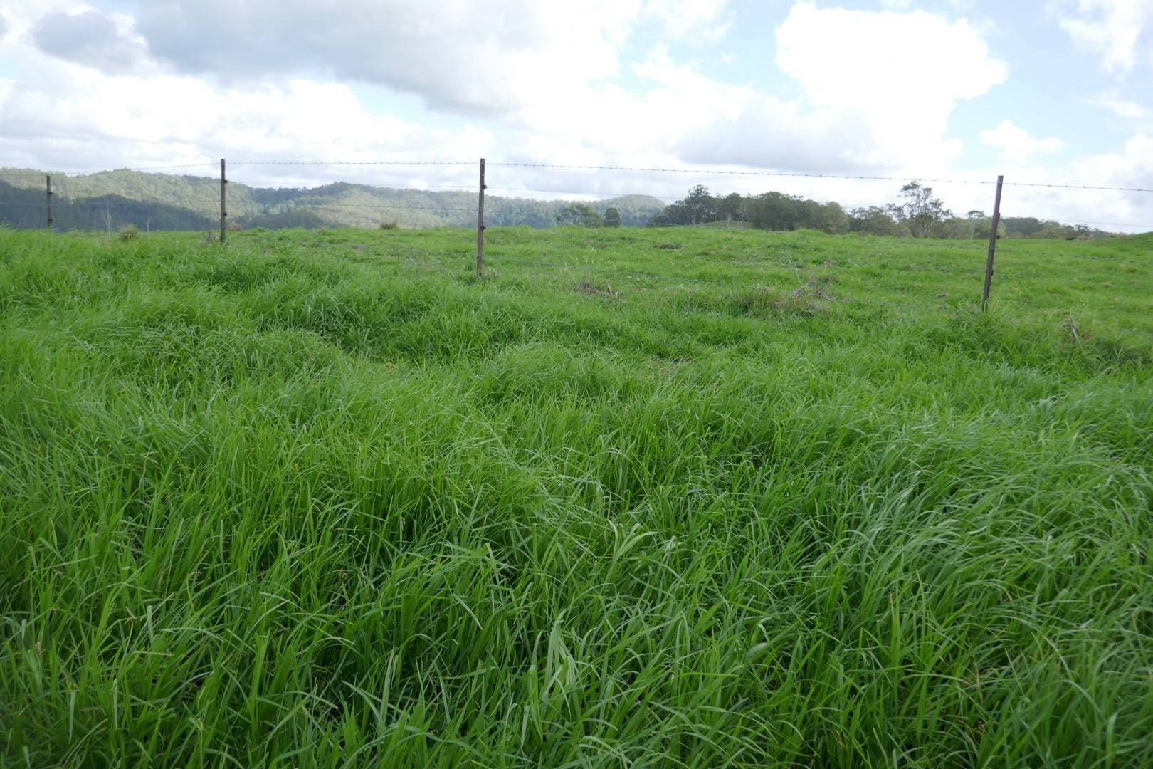 429 Wyndham Creek Road, Kyogle - Thumbnail 7