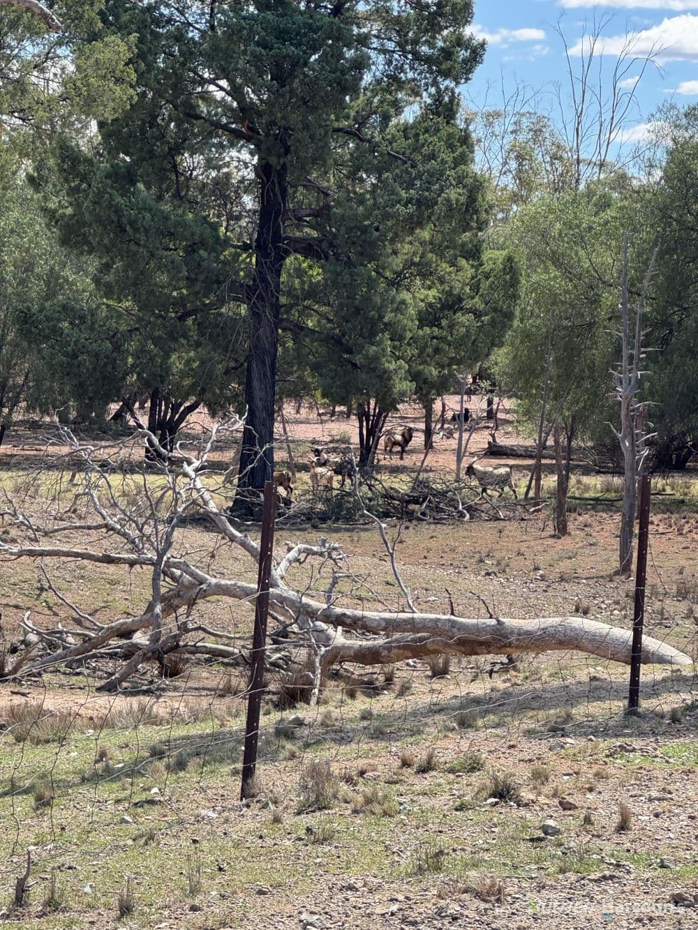 * Dutchmans Hutt, HERMIDALE, NSW 2831, Hermidale - Thumbnail 6