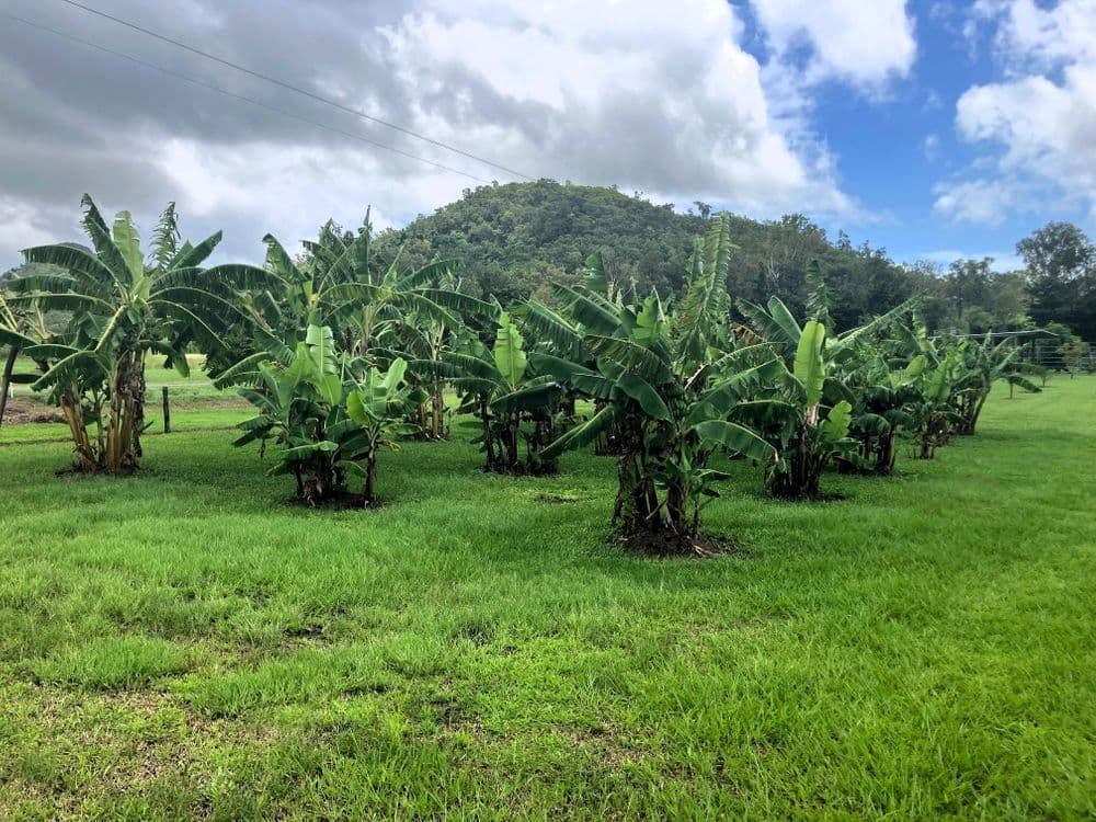 24 Paskins Road, YALBOROO, QLD 4741, Yalboroo - Thumbnail 5